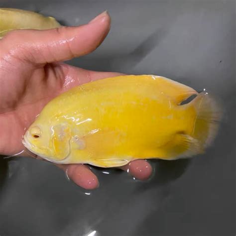 豬仔魚